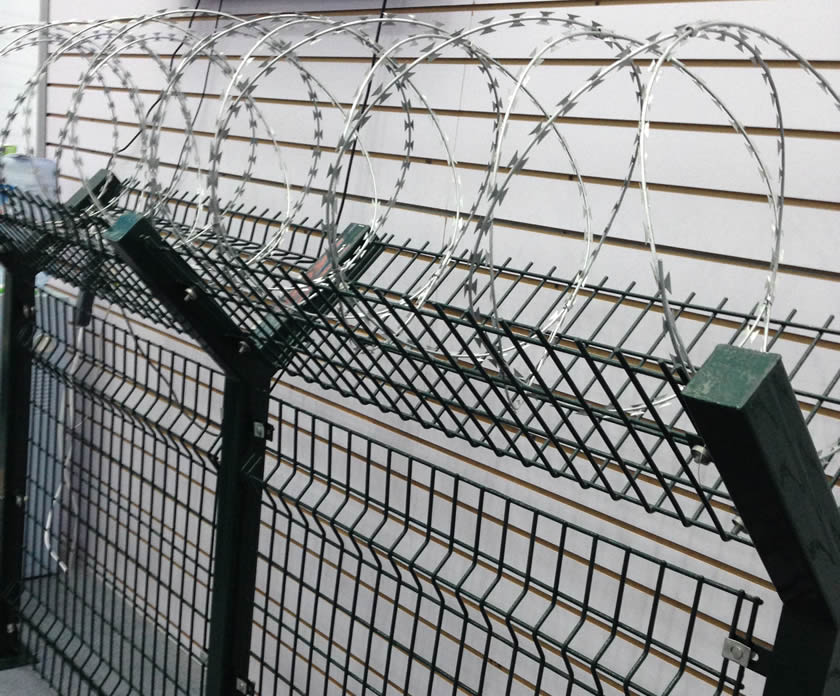 Galvanized concertina wire coils on the green PVC painted welded wire fence with Y post form security mesh fencing.