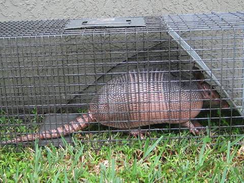 There is a animal trap beside the wall, and an armadillo is trapped in it.