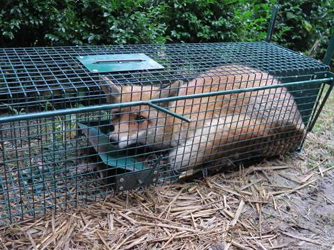 A fox curled up in an animal trap on the outside.