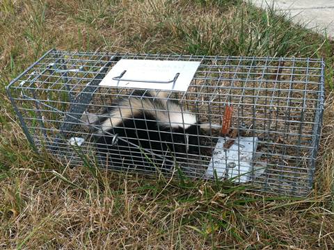 There is a skunk trapped in an animal cage on the ground which filled with weeds.
