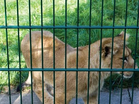 A lion is walking in the zoo with double wire fence.