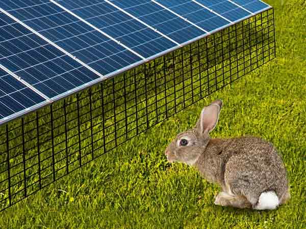 A rabbit is blocked far from solar panel.