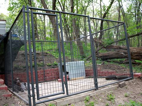 The welded wire dog kennel with a dog is in forest with.