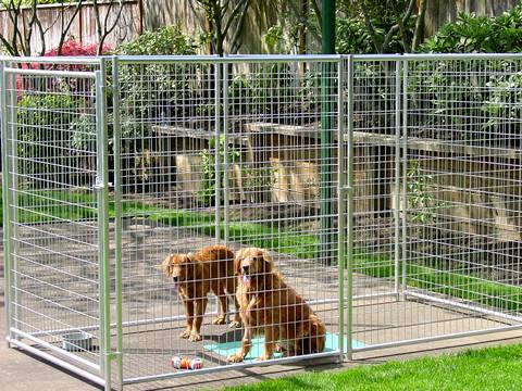 Two dogs are in the welded wire dog kennel in the yard.