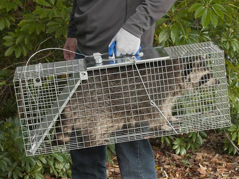 A man is catching the handle of an animal trap with a raccoon in it.