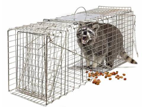 A rectangular animal trap with a small raccoon inside has a solid door and guard.