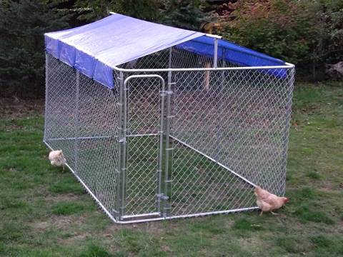 Two chickens are walking around the chain link dog kennel in garden.