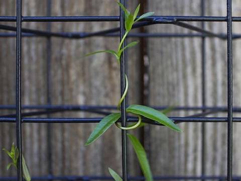 A climber is growing along the climber trellis mesh.