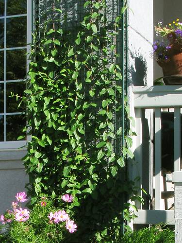  Climbers and flowers are climbing on the garden post.