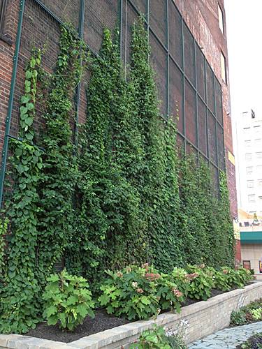 Several plants are growing freely along the climber trellis mesh on wall.