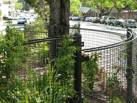 Climber trellis meshes are installed surrounding the tree in the street.