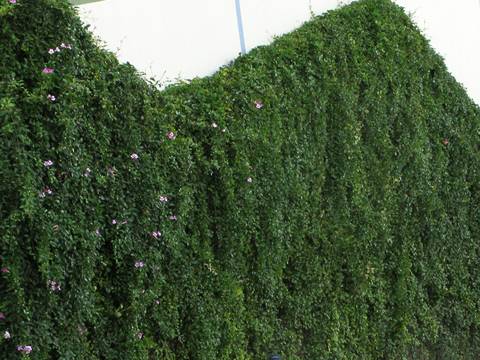 A man is stepping on street and several flowers and plants growing on the wall along ecological mesh.