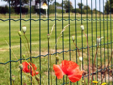 Euro fence is used beside the grassland with flowers