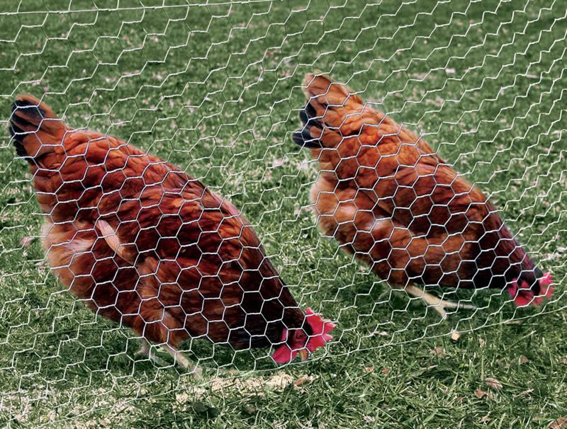 Two chickens are finding something to eat. Beside the chickens, there is a piece of hexagonal wire mesh.