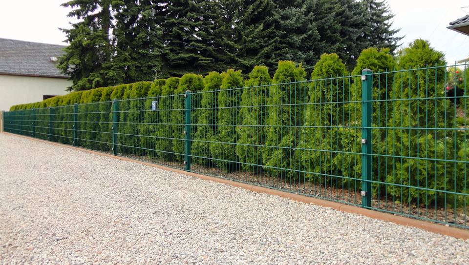PVC coated welded wire mesh fence is beside a row of pine trees in a park.