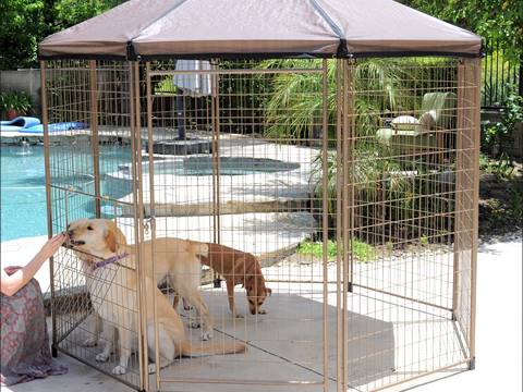 The welded wire dog kennel is behind swimming pool with two dogs.