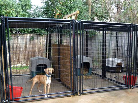 There are two dogs in the welded wire dog kennels in zoo.