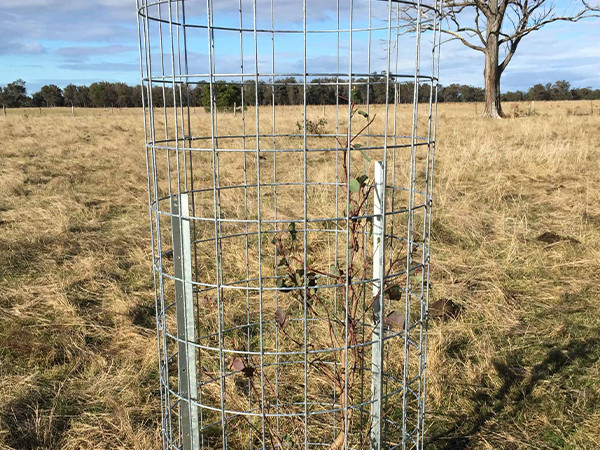 Plants surrounded by Weld Mesh Tree Guards in the middle of a farm.