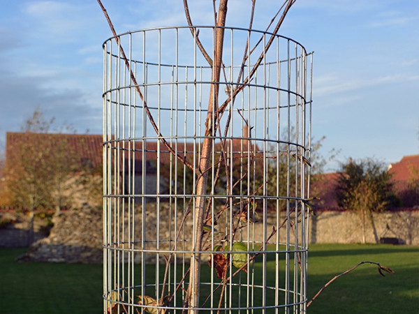 A preformed galvanized weld mesh tree guard surrounded by small trees.