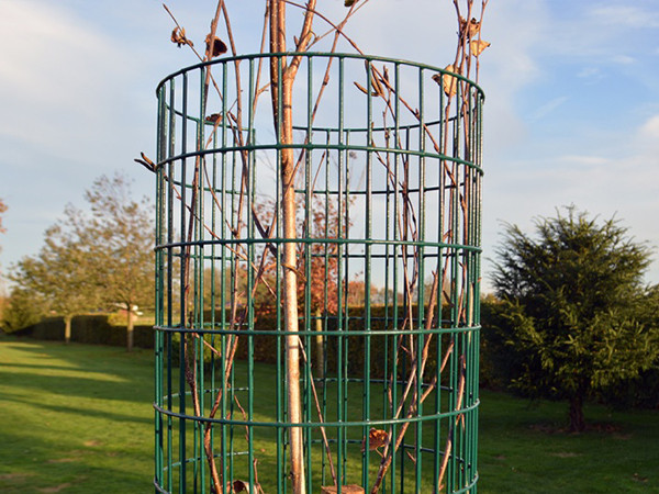 A PVC coated weld mesh tree guard surrounded by small trees.