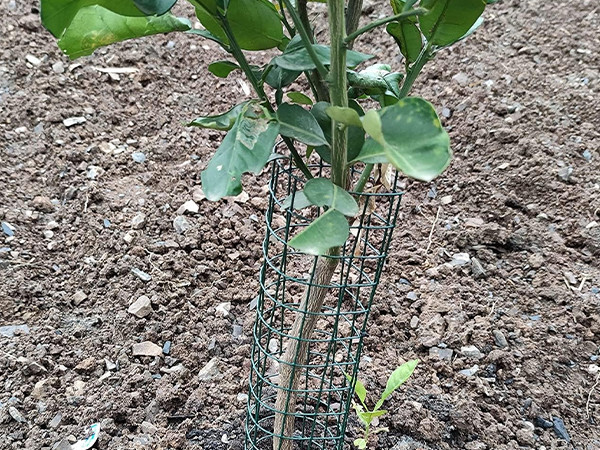A sapling wrapped in Weld Mesh Tree Guards.