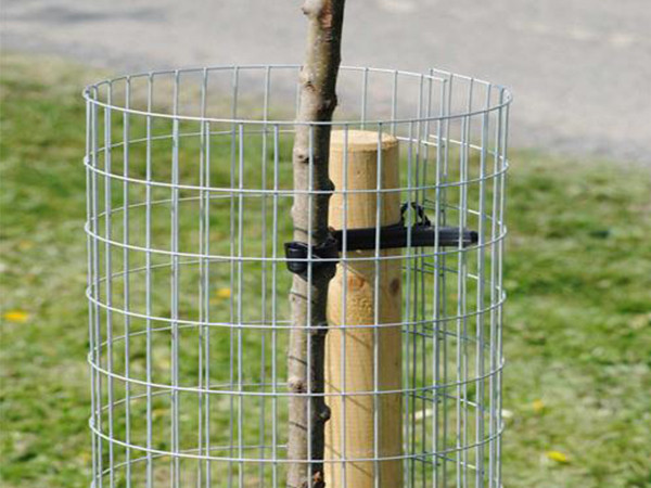 A young tree by the roadside wrapped in Weld Mesh Tree Guards.